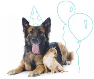 rappel de l'anniversaire de votre chien