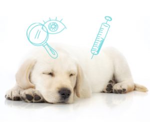 rappel automatique des vaccins