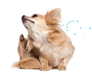 rappel pour traitement antiparasitaire